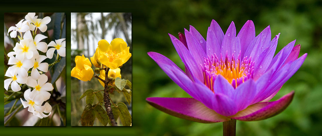Sri Lanka Mithudama Holidays